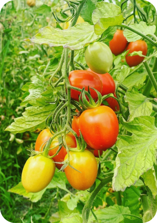 Green vegetables